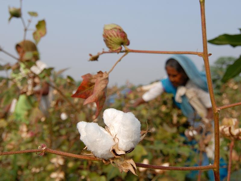 The Advantages of Organic Cotton